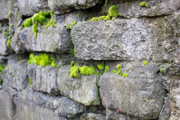 Old wall covered with moss 