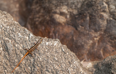 Skink living near waterfall