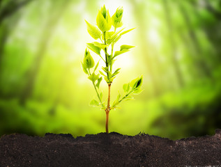 Plant