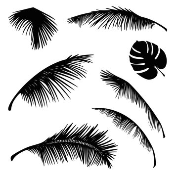 tropical palm leaves silhouette