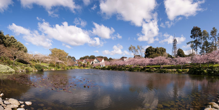 The reflection on the lake of blooming cherry blossom or sakura flowers during spring season at Palmerston North, New Zealand