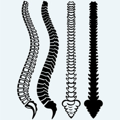 Spine from the front, profile. Isolated on blue background. Vector silhouettes