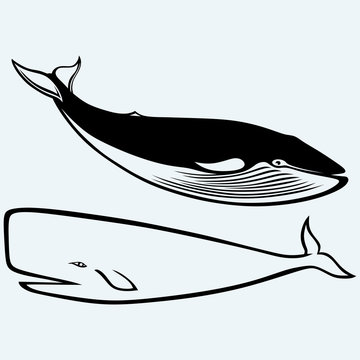 Humpback whale. Isolated on blue background. Vector silhouettes