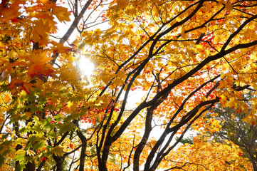 中島公園の紅葉