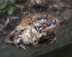 Portrait of a pair of mating Common Toad during spring migration