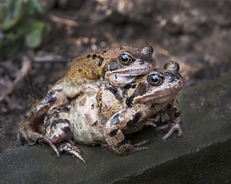 Portrait of a pair of mating Common Toad during spring migration