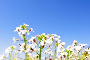 Fototapeta premium 青空の下の白い菜の花
