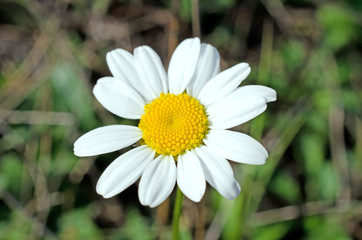 Fototapeta premium Chamomile over dark green background