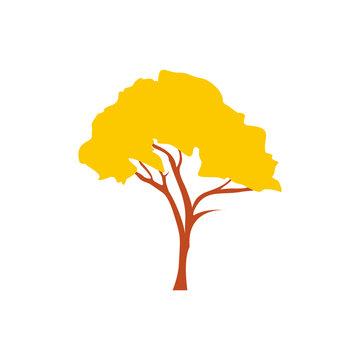 Tabebuia chrysotricha golden trumpet tree icon