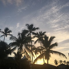 Obraz premium Palmtrees in Dominican Republic