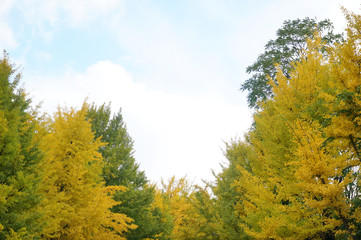 中島公園のイチョウ並木