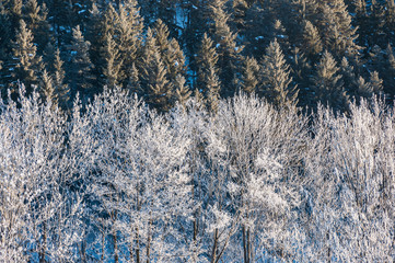 Morgensonne/Sonnenaufgang in den winterlichen Alpen bei Pfronten, Allgäu. Frost in den...