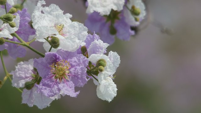 close up picture of the to tropical crape myrtle flower shaking with wind
