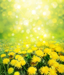 Yellow dandelions on sunshine background. © rvika