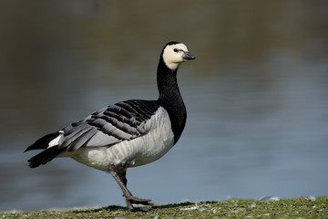 Bernacle Goose