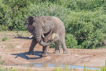 Young African Elephant taking mud bath