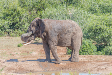 Young African Elephant wiping mud from its eyes