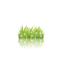 Grass vector icon 