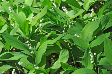 Lilies of the valley