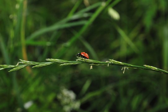 Coccinella