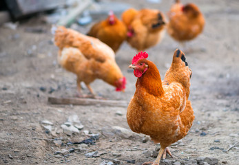 Free range chickens roam the yard on a small farm