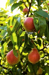 Ripening healthy pears.