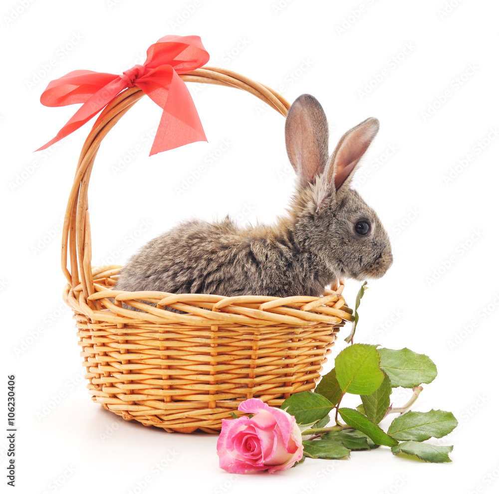 Poster Little bunny in a basket with a rose.