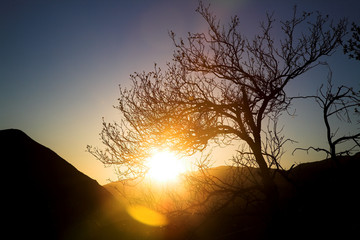 Dead tree at sunset