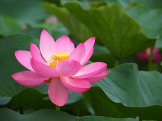 Lotus Flower