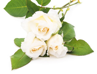 Three white roses.