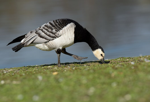 Bernacle Goose