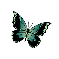 Butterfly vector icon