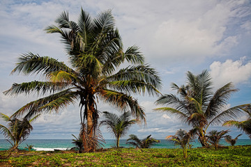 Fototapeta na wymiar Palm tree on the sea beach.