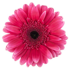 gerbera magenta color on a white background