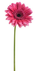 pink gerbera on a stalk