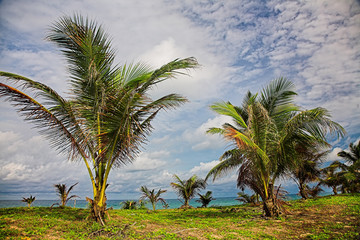 Palm tree on the sea beach.