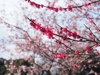 Plum Tree Flowers with Cherry Blossoms