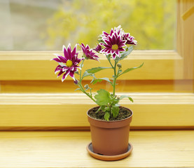 bloonming  purple chrysanthemum in pot on window sill 