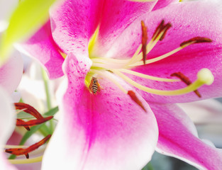  flower core of pink lily with stamens and bee closeup, local focus, shallow DOF 