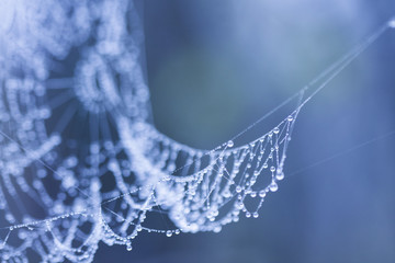 Abstract composition from nature, with many beautiful water drops on spiderwebs