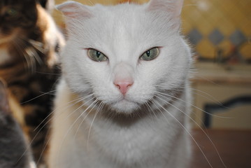 Portrait de chat