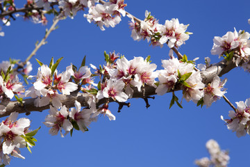 Almond-Trees in Bloom