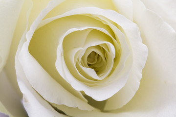 Beautiful white rose with details