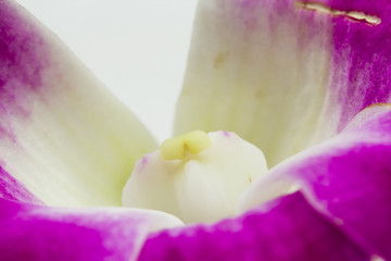 Macro shot of a beautiful pink and mauve orchid