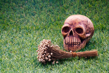 Still life of human skull and dry flower close up / Still life of human skull and dry flower on green grass sign of death