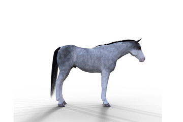Cavalo cinza com a cabeça virada para a direita.