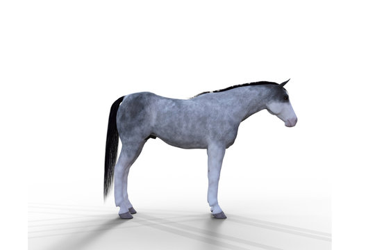 Cavalo cinza com a cabe&ccedil;a virada para a direita.