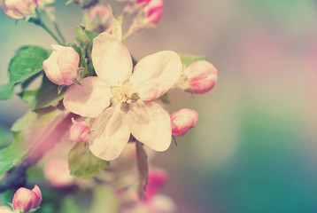 Obraz premium flowers