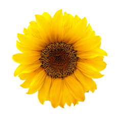 Naklejka premium Sonnenblume