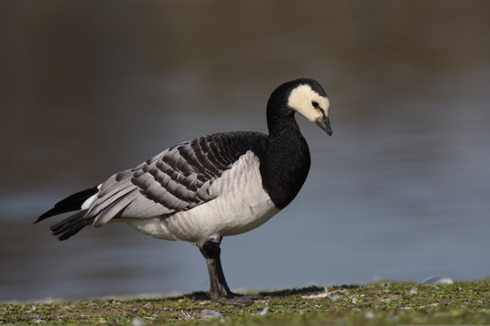 Bernacle Goose